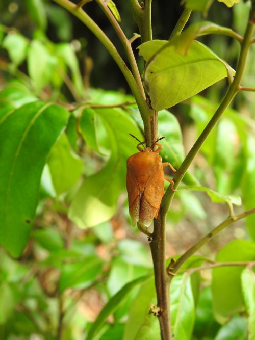 荔蝽 荔蝽