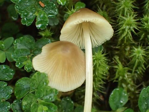 Mycena aff. filopes (線柄小菇之相似種)