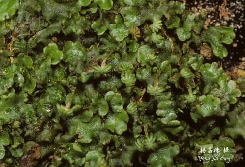 Y3134-1-Marchantia polymorpha.jpg