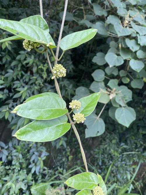 絨毛芙蓉蘭