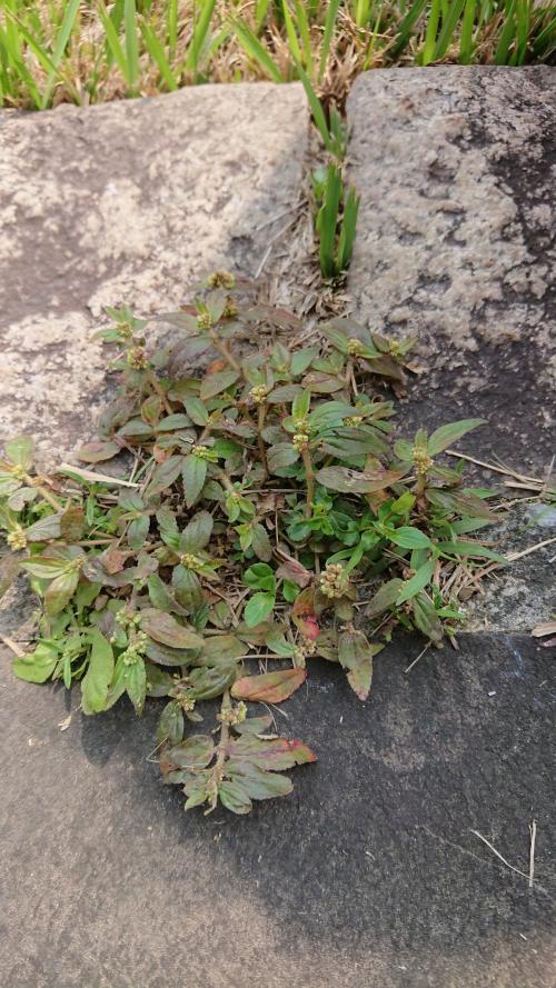 飛揚草 飛揚草