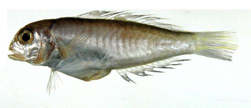 ASIZP0064841
