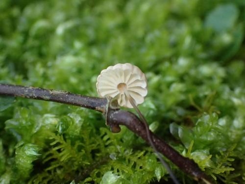 Marasmius capillaris(毛狀小皮傘)