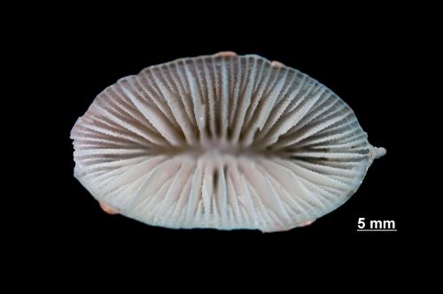 Truncatoflabellum stokesii_DSC_4134.jpg