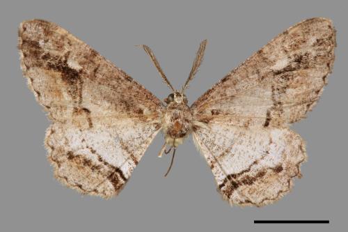 Rikiosatoa fucataria[大雄帥尺蛾][00069548]