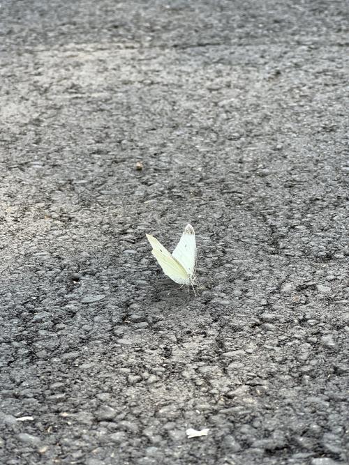 白粉蝶