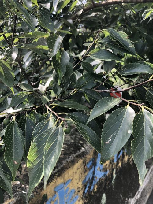 糙葉樹 糙葉樹