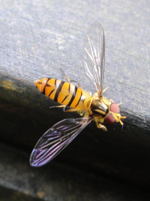 Episyrphus divertens