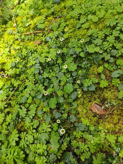矮菊