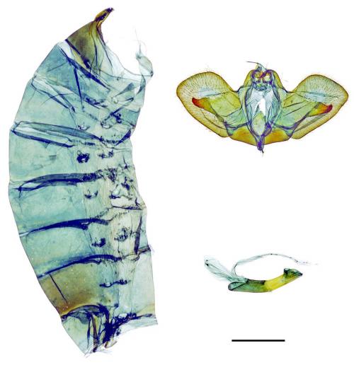 Papilio helenus fortunius Fruhstorfer, 1908 白紋鳳蝶 Papilio helenus fortunius Fruhstorfer, 1908 白紋鳳蝶