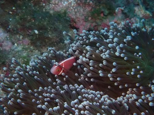 粉紅雙鋸魚 粉紅雙鋸魚