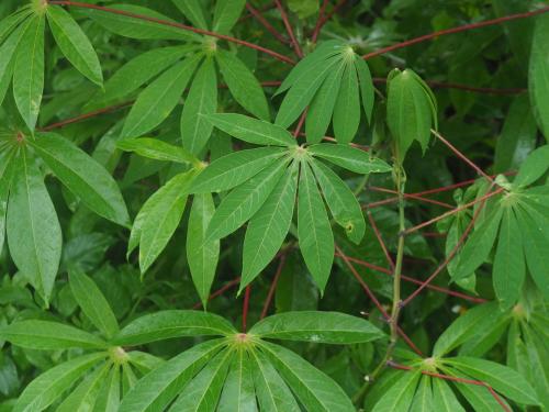 木薯 木薯