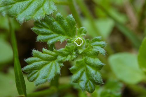 臥莖同籬生果草 臥莖同籬生果草