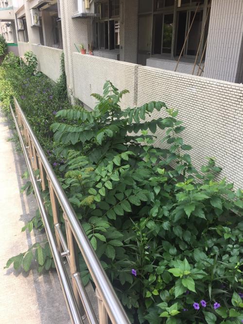火焰樹