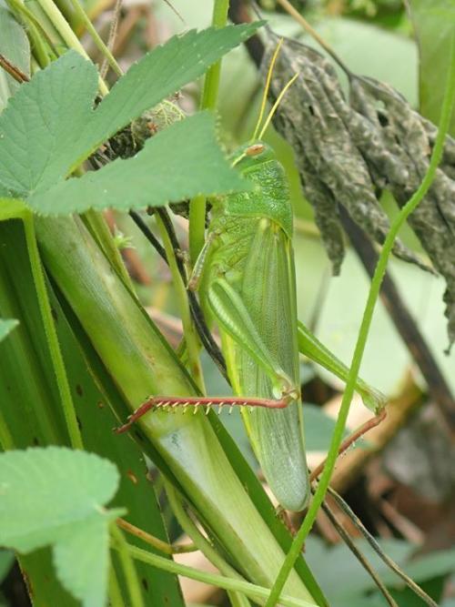 大棉蝗 大棉蝗