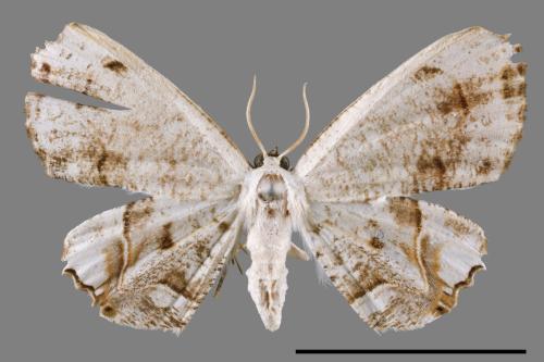 Dysaethria cretacea[粉白雙尾蛾][00012288]