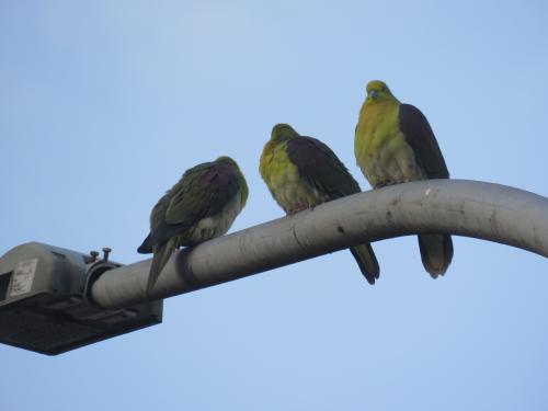 綠鳩