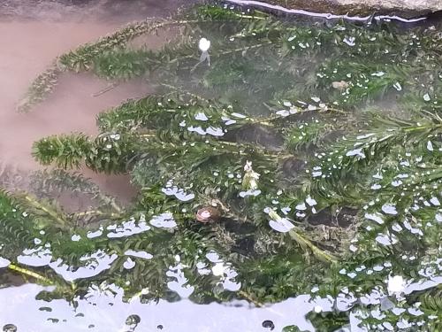 水蘊草