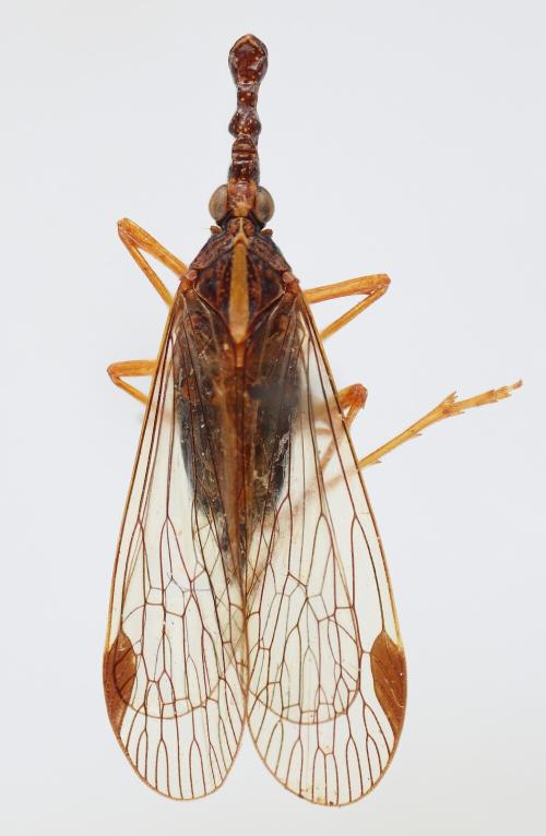 Saigona fulgoroides