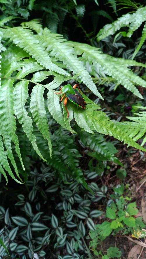 Eusthenes femoralis Eusthenes femoralis
