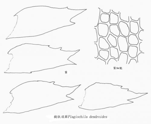 樹狀羽蘚