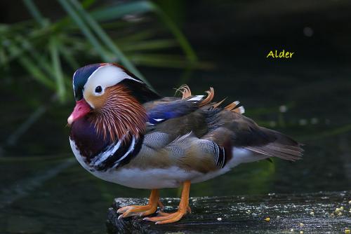 20090728_380056_Mandarin_Duck_5507.jpg