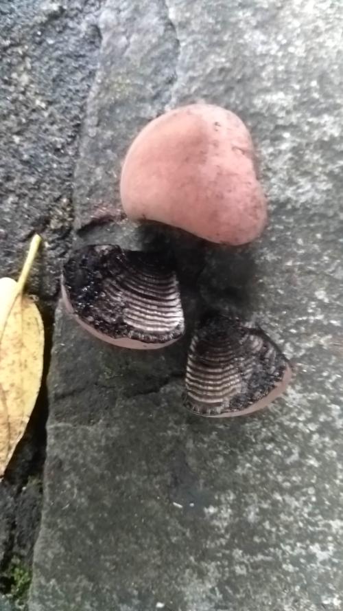 光輪層炭殼菌