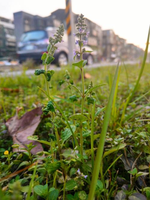 荔枝草
