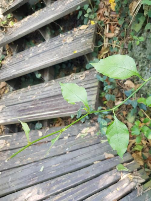 白花丹
