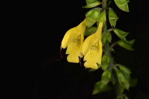 黃花鼠尾草