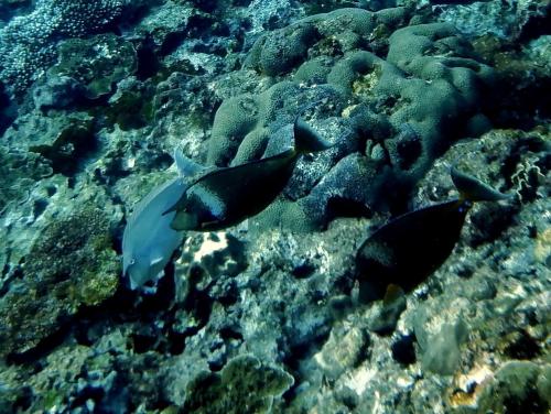 單角鼻魚