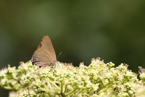 Deudorix repercussa sankakuhonis