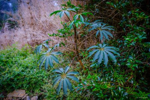 高山鴨腳木