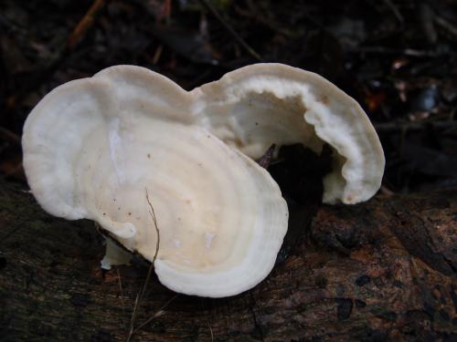 Trametes elegans(優美栓菌)