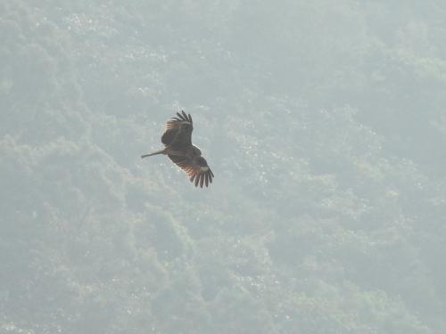 黑鳶 黑鳶