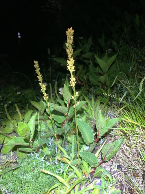 臺灣粉條兒菜