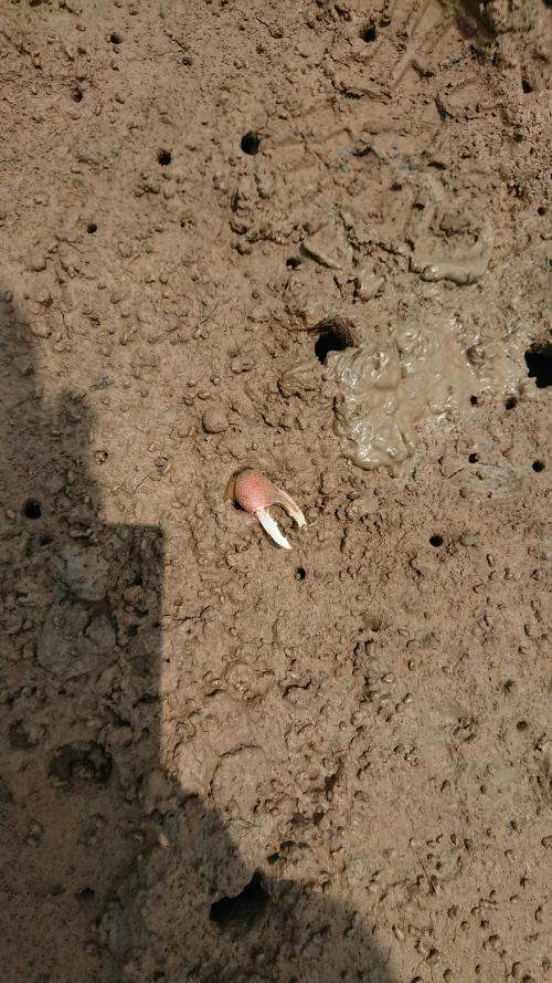 弧邊管招潮