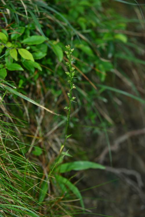 臺灣粉條兒菜 臺灣粉條兒菜