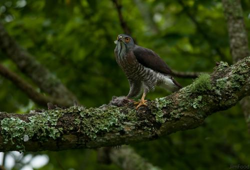 鳳頭蒼鷹