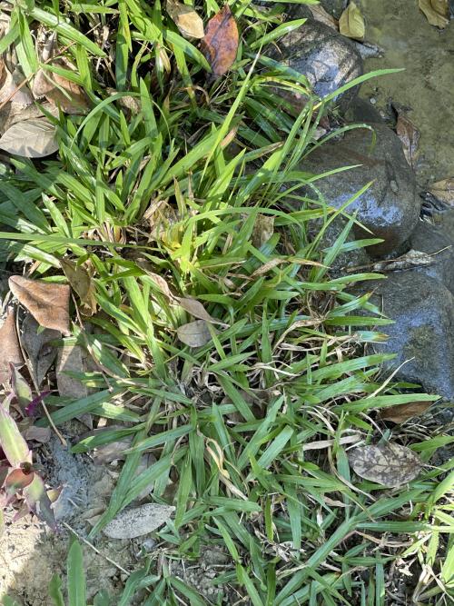 地毯草 地毯草