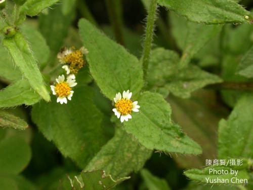 粗毛小米菊 粗毛小米菊