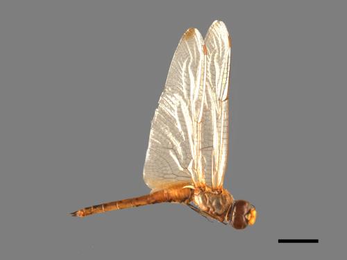 Pantala flavescens[薄翅蜻蜓][00103525]