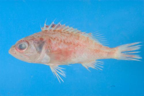 ASIZP0063757