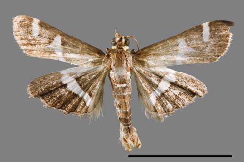 Spoladea recurvalis[00014685]