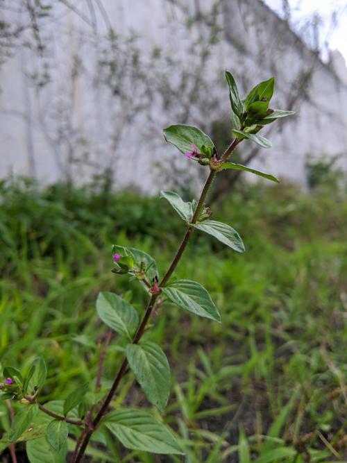 克菲亞草