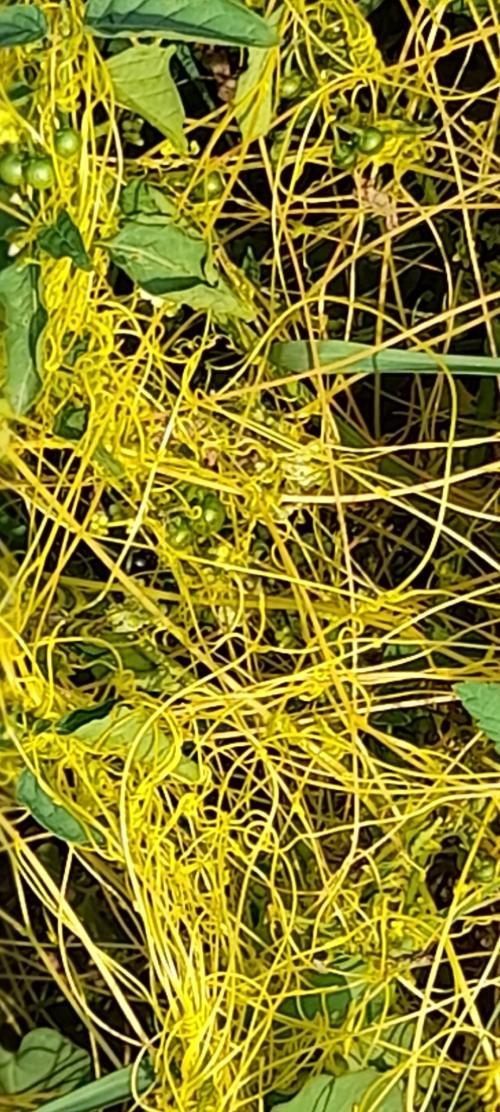 田野菟絲子