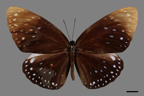 Euploea phaenareta juvia[大紫斑蝶][00013410]