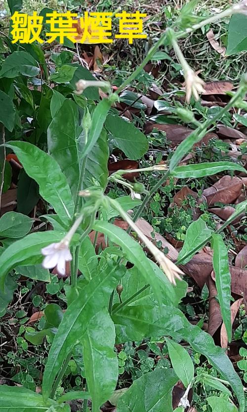 皺葉菸草