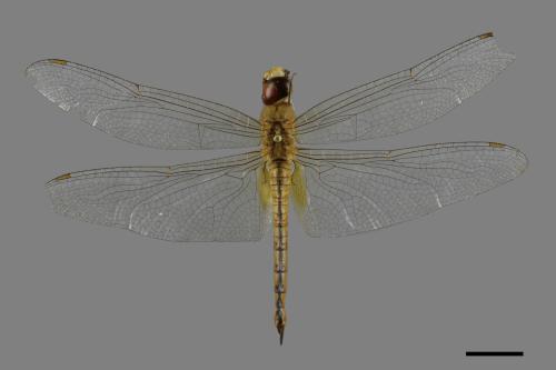 Pantala flavescens[薄翅蜻蜓][00090586]