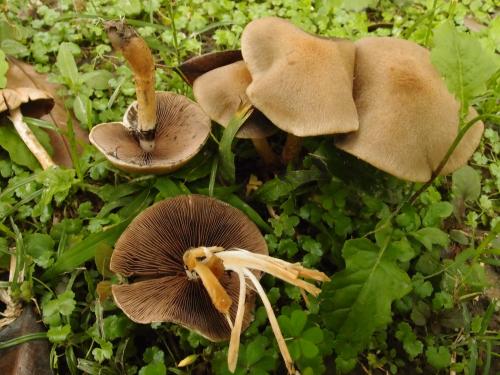 Psathyrella velutina(毯毛小脆柄菇)